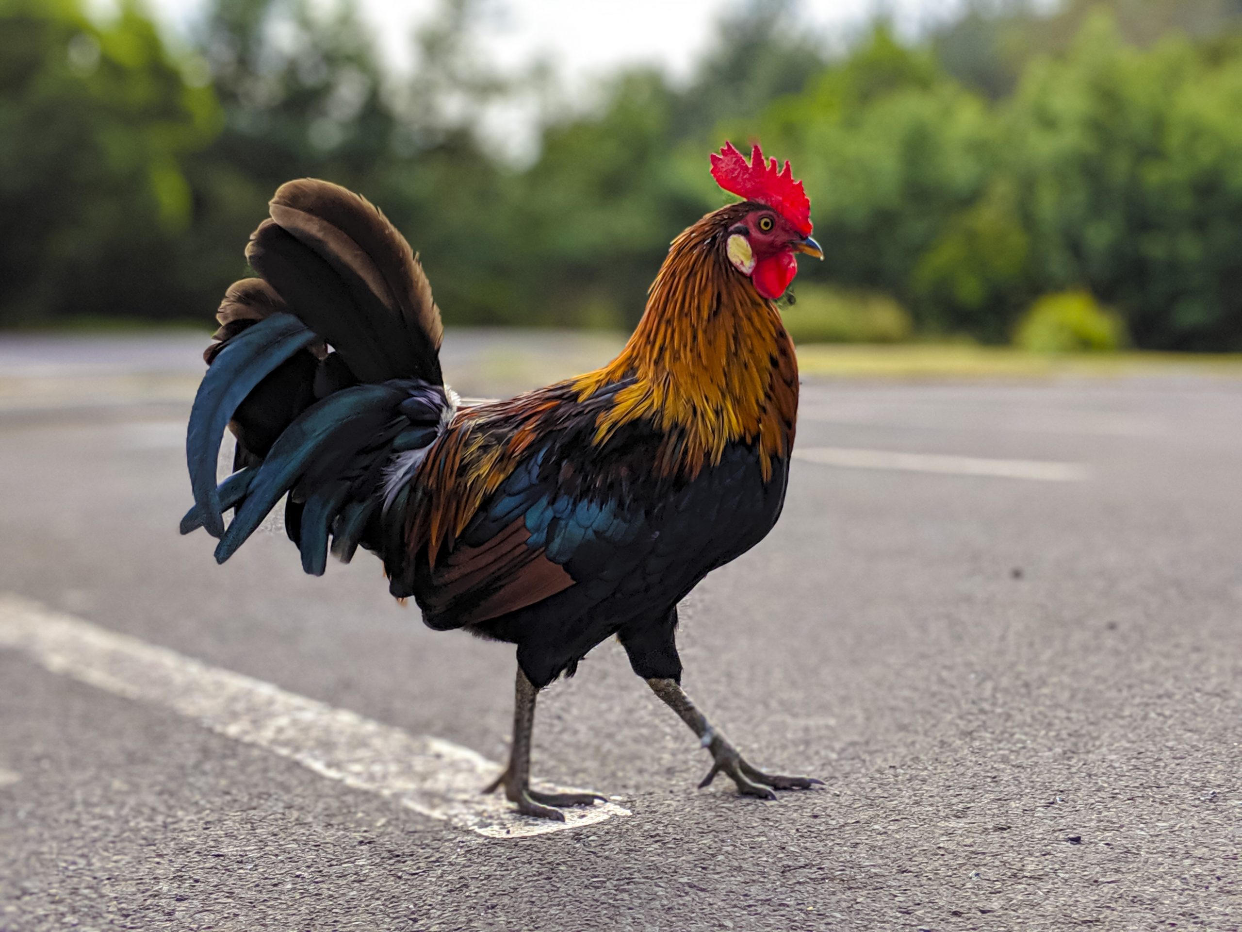 the chicken that crossed the road game crossy road